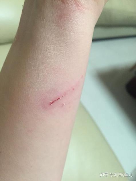 被猫爪的图片真实