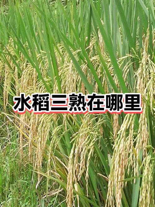 什么地方水稻一年三熟