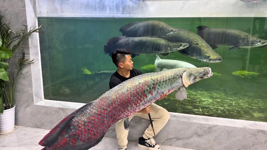 2米鱼缸养什么鱼最好
