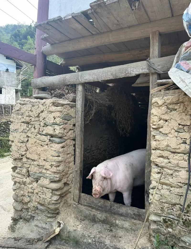 养猪不养圈