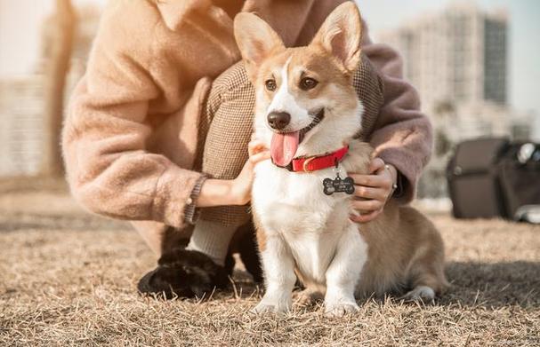 狗一天遛一次可以么