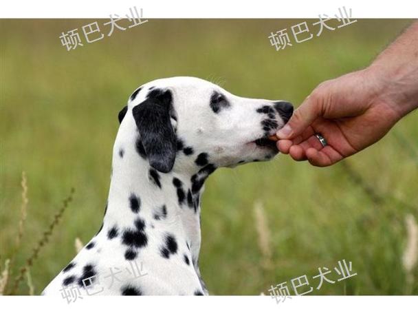 代训狗一个月要多少钱
