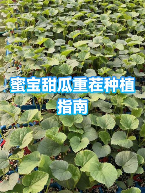 甜瓜重茬最怕三个东西