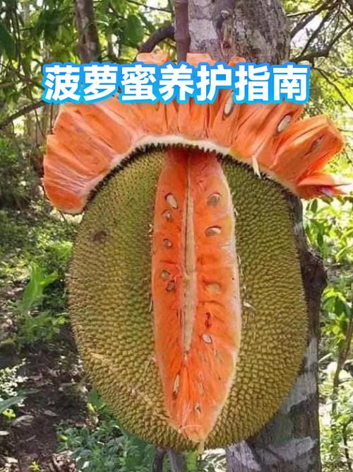 开了的菠萝蜜没熟还能不能放
