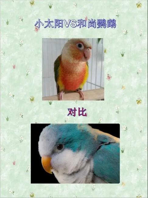 和尚鹦鹉和小太阳鹦鹉哪个好 和尚鹦鹉和小太阳鹦鹉哪个好
