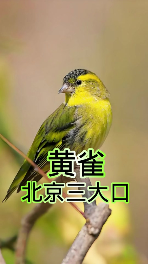 黄雀鸟叫声大全mp3播放