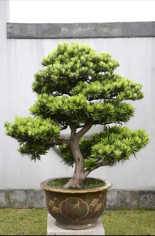 门前最旺三种树