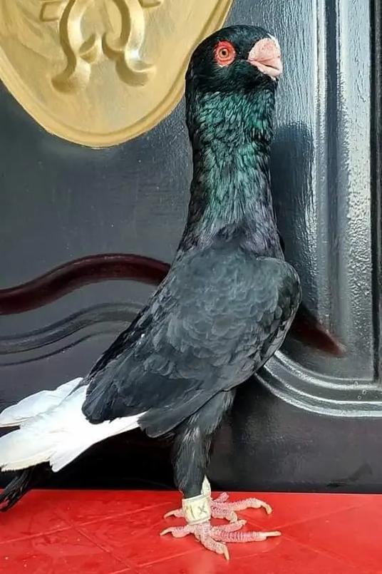 鸽子多少钱一只