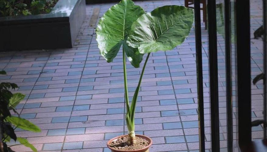 滴水观音植物图片