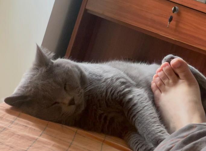 猫扑主人的脚