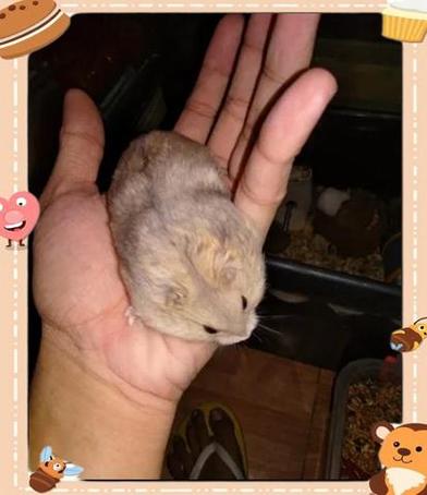 普通仓鼠能活几年