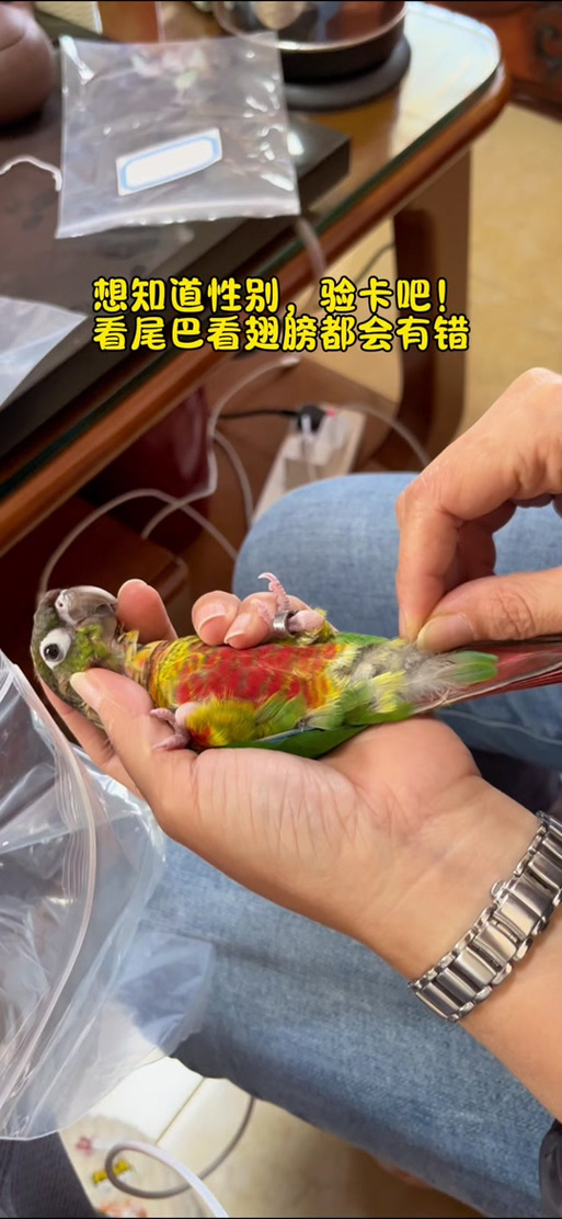 鹦鹉验卡毛要拔哪里 鹦鹉验卡毛要拔哪里