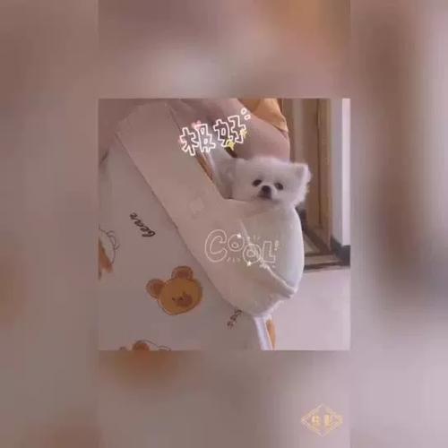 背着猫可以坐地铁吗截图2