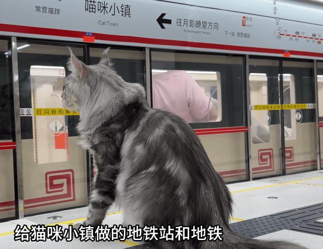 背着猫可以坐地铁吗截图3