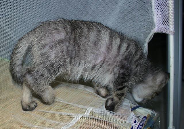 猫咪四肢不协调站立不稳