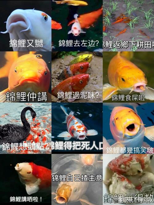 鱼儿表情包