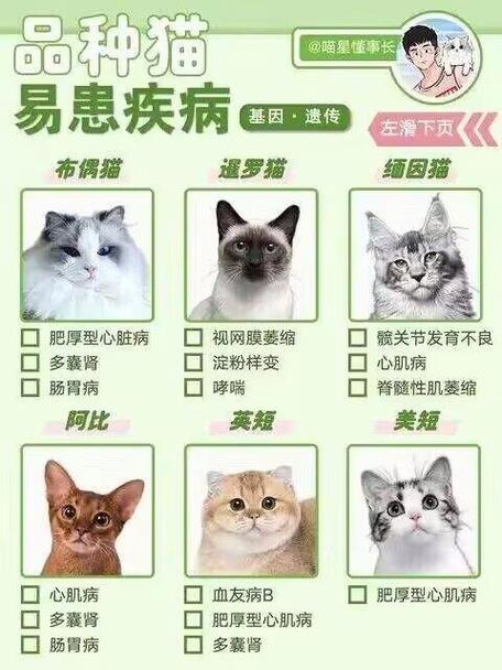 小猫的性格对比