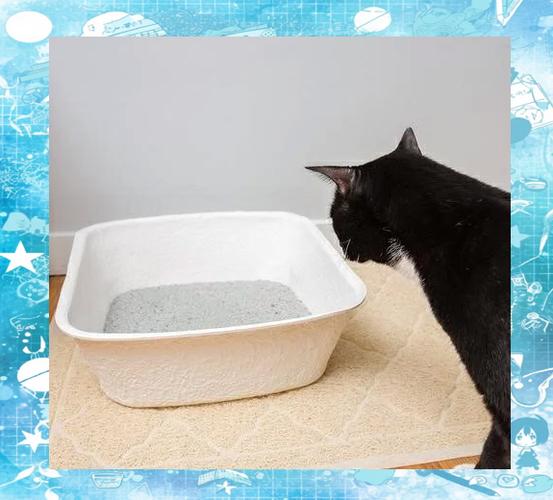 猫砂放在哪里比较合适