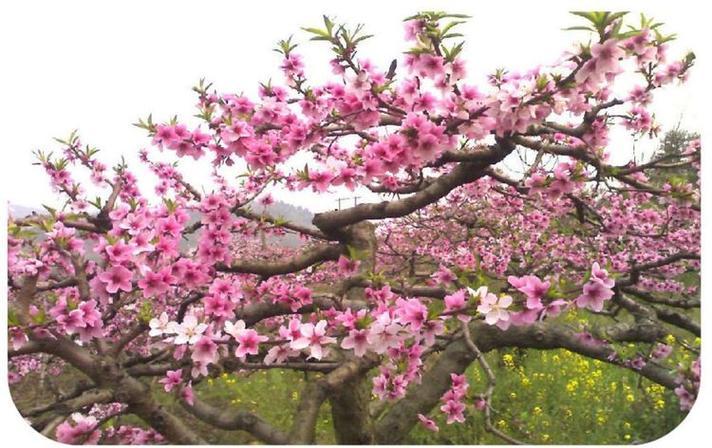 粉面桃花是什么意思