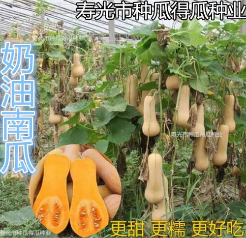 最甜最面的南瓜种子