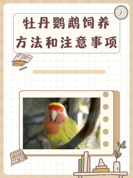 鹦鹉的养殖方法