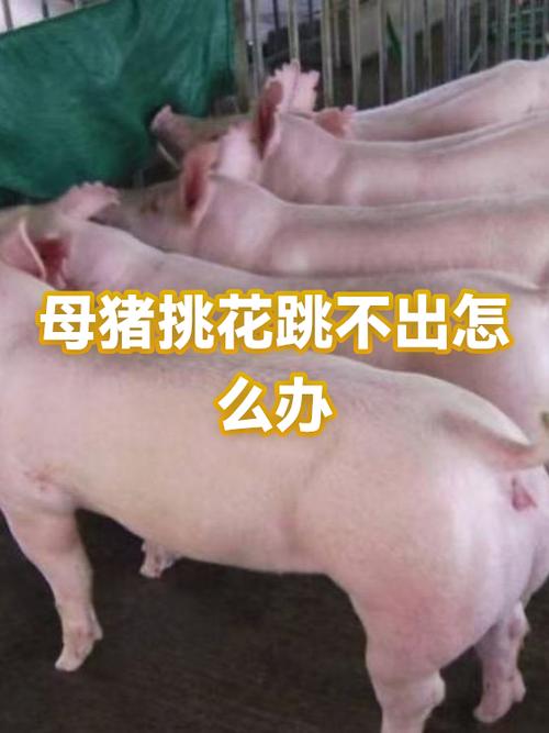 小猪辅助论坛