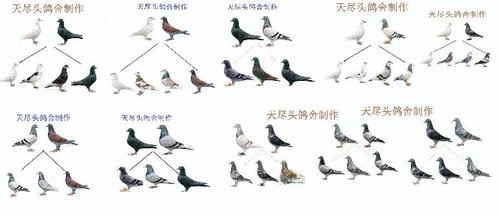 怎么给鸽子配对