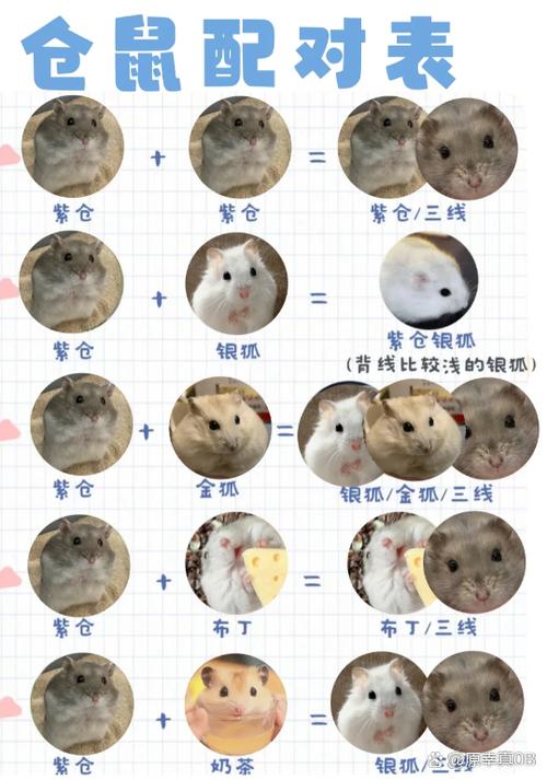 哪种仓鼠最容易怀上宝宝