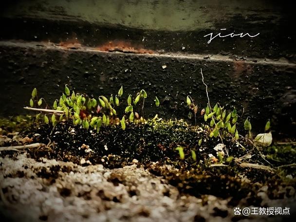 沐风逐光觅向阳