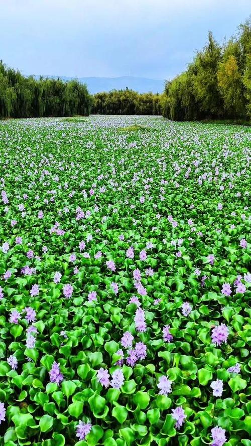 水葫芦图片