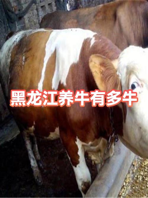 黑龙江养牛最多的地方