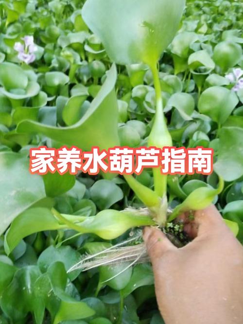 水葫芦是什么类植物