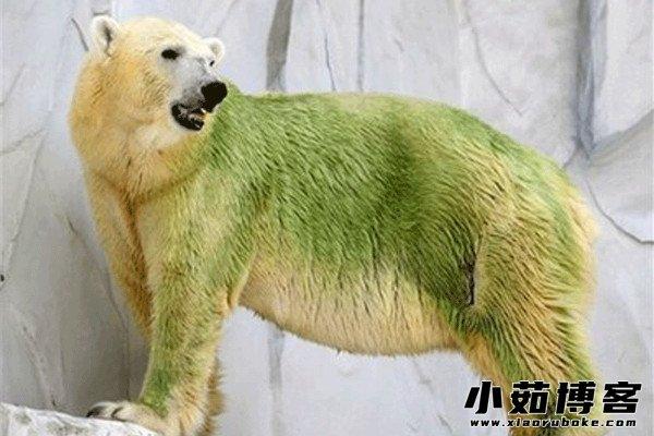 绿色的北极熊
