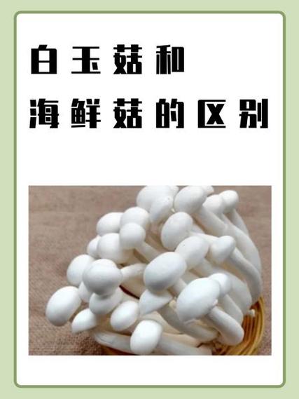 海鲜菇和白玉菇是一种吗