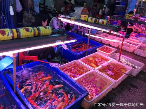 白云区观赏鱼批发市场