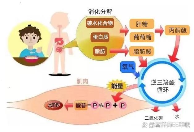 食物转化能量的过程