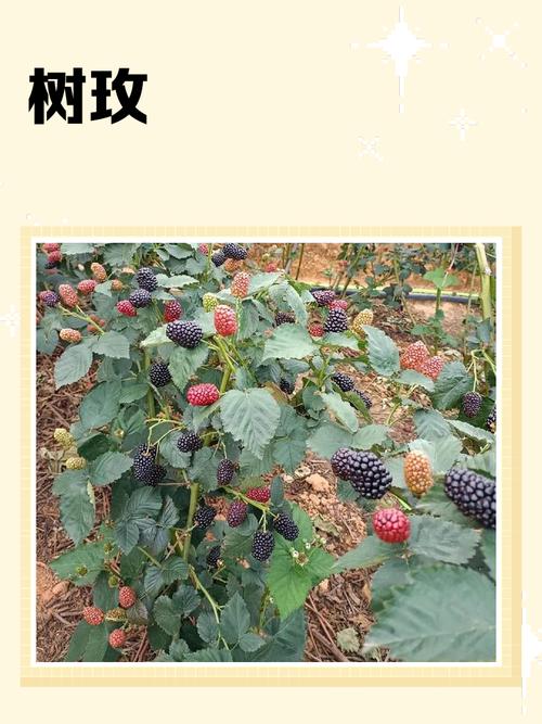树莓兼职app截图3