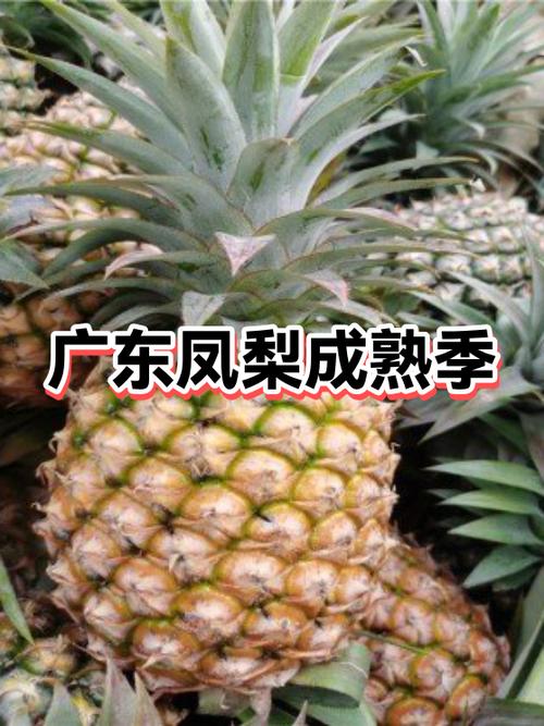 凤梨成熟季节是几月