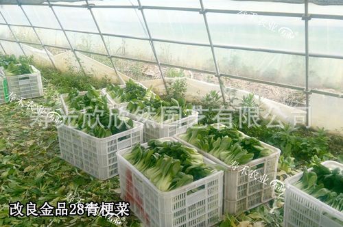 金品农业青梗菜种子