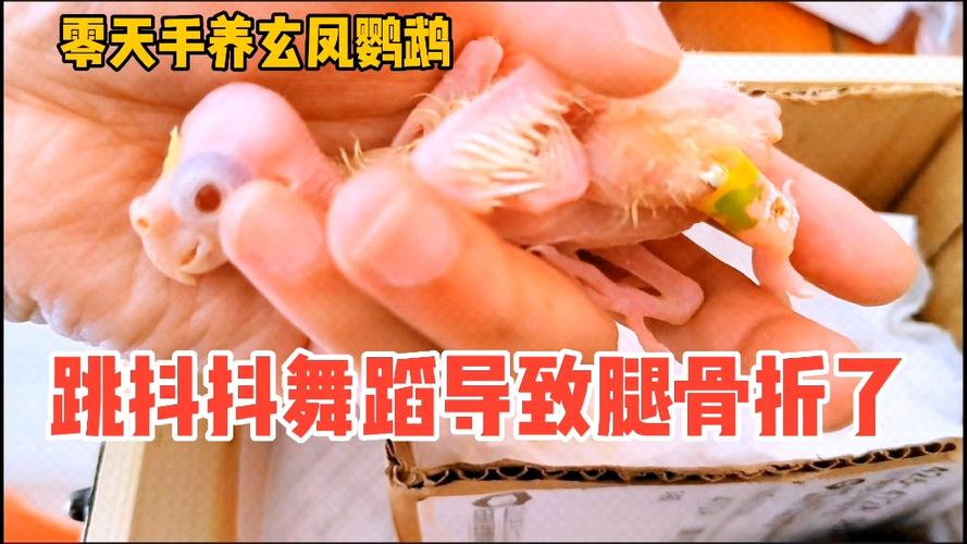 玄凤鹦鹉腿断了能治么