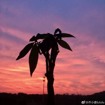 乔小麦