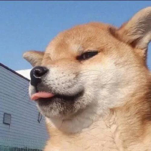 狗头微信头像