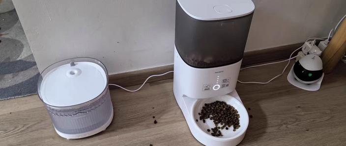 猫粮定时投喂还是无限供应