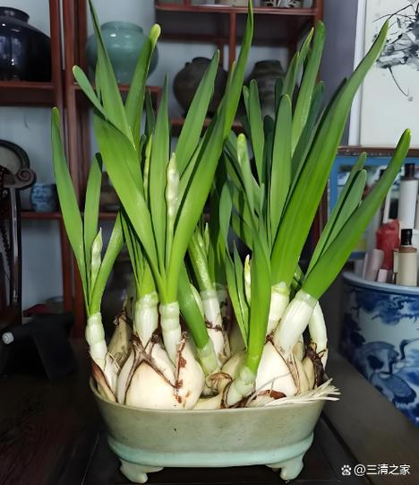 水仙长得太高怎么办