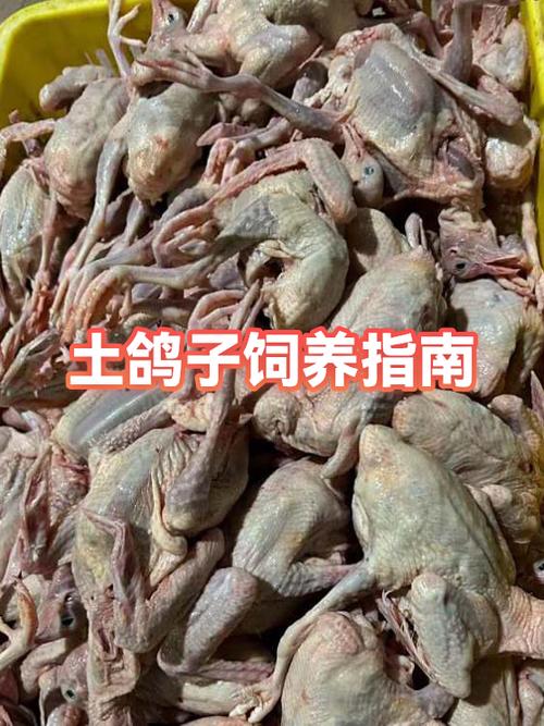 土鸽子多少钱一只