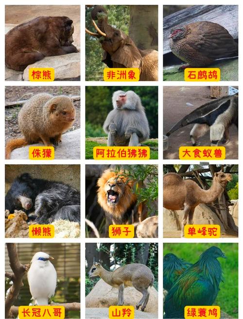 动物园都有啥动物