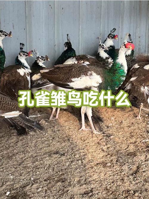 孔雀吃什么食物?孔雀饲料配方
