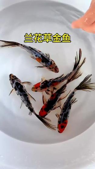 小鱼缸最好养什么鱼好看又好养