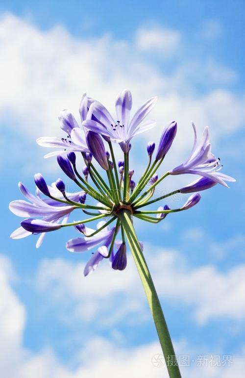 紫百合花图片