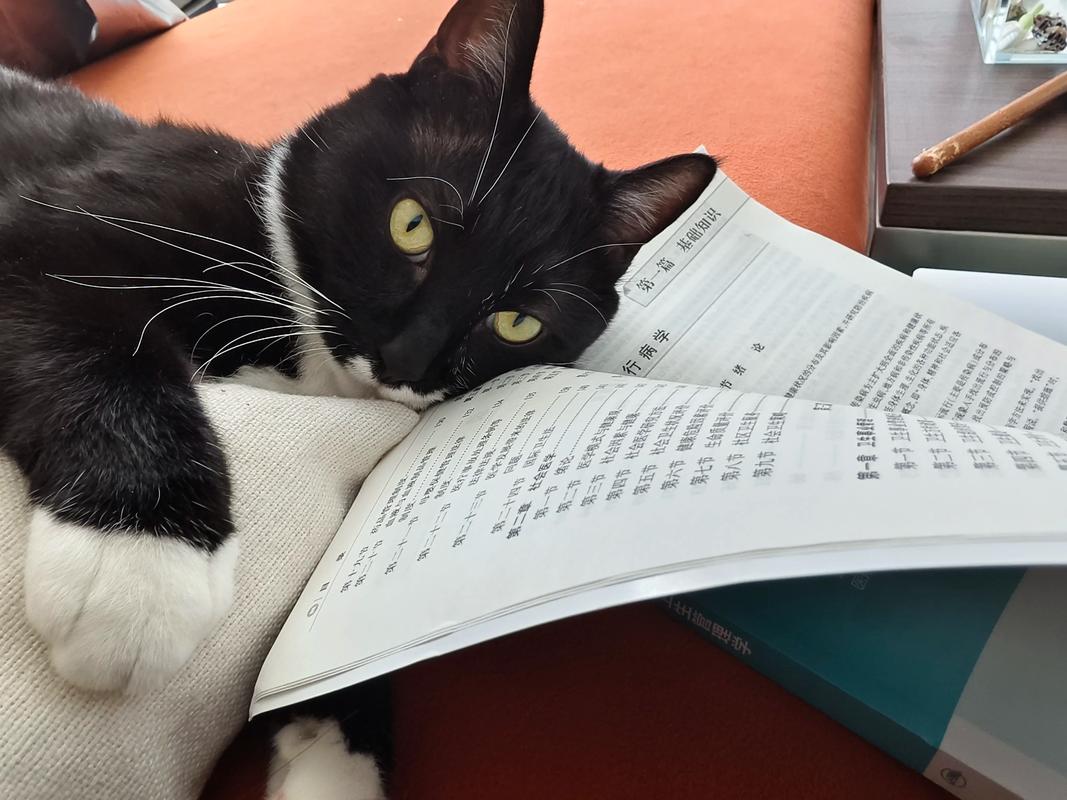 愚猫看书截图1